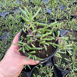 May include: A close-up of a small potted succulent plant with long, thin, green leaves and purple stems. The plant is in a black plastic pot and is being held by a hand.