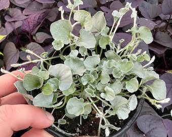 Dichondra Silver Falls