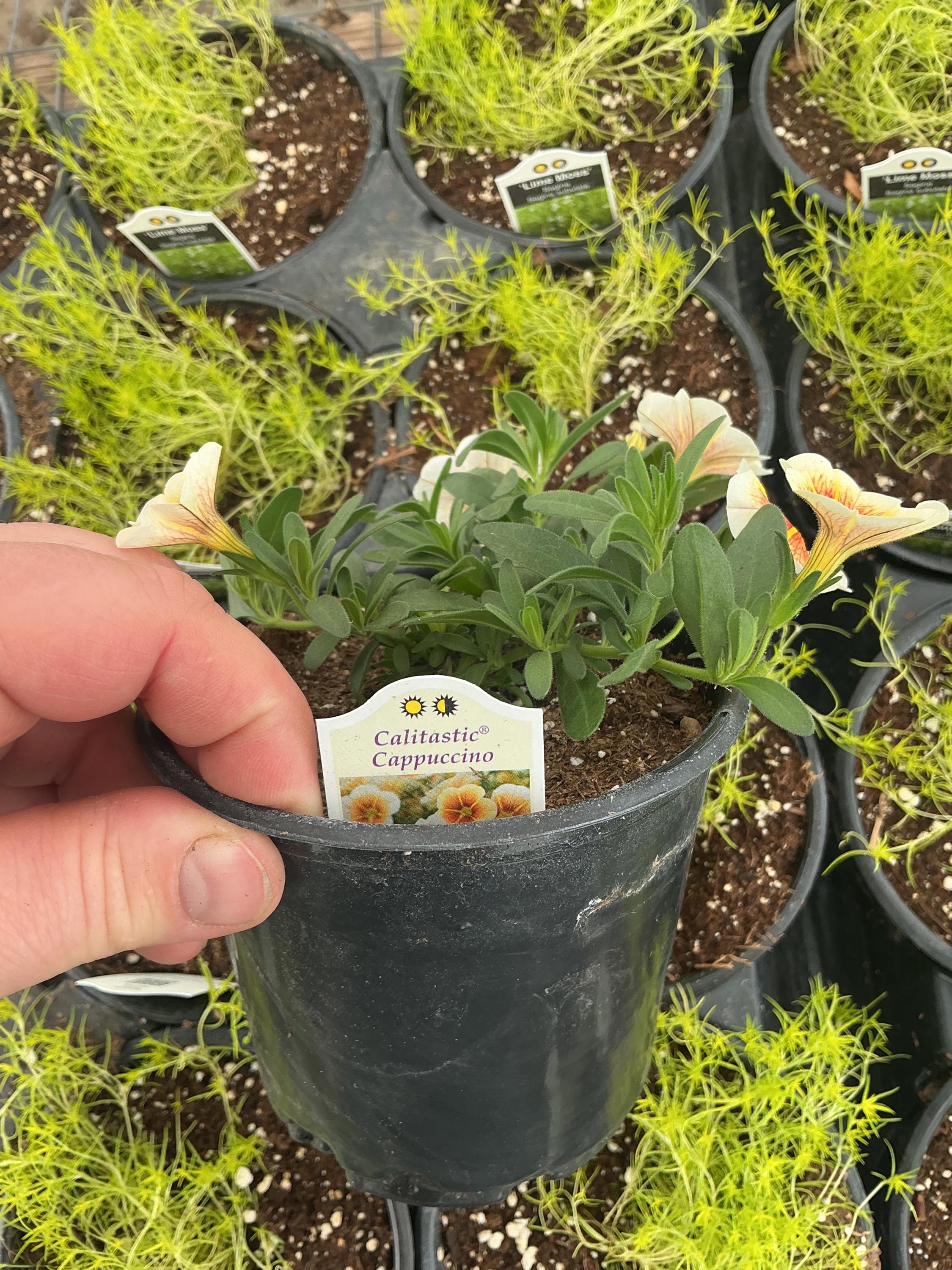 Calibrachoa Calitastic ‘cappuccino’ - Etsy