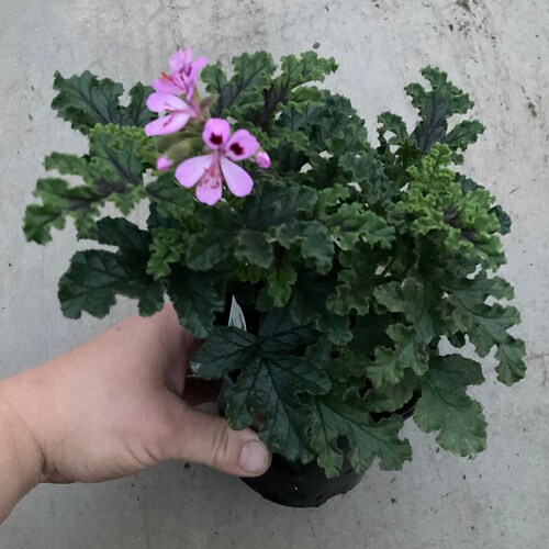 Scented Geranium Fair Ellen Etsy