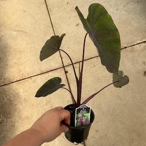 May include: A Colocasia Redemption plant in a black plastic nursery pot with dark green, heart-shaped leaves and deep purple stems. A white plant tag is inserted into the soil, featuring the text Annual, First Grade, and Colocasia Redemption.