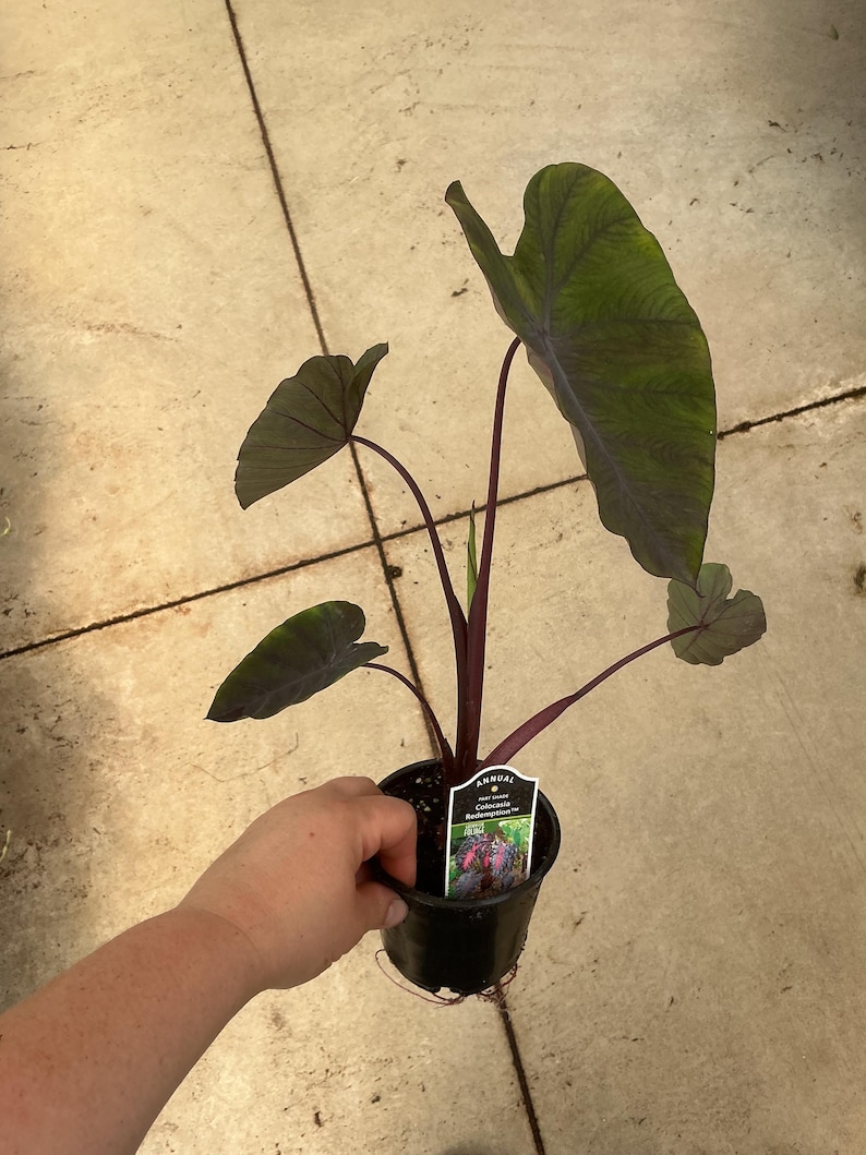 May include: A Colocasia Redemption plant in a black plastic nursery pot with dark green, heart-shaped leaves and deep purple stems. A white plant tag is inserted into the soil, featuring the text Annual, First Grade, and Colocasia Redemption.