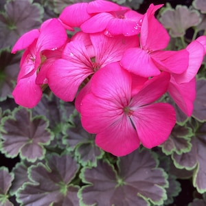 May include: A cluster of vibrant pink geranium flowers with delicate petals, blooming against a backdrop of dark green foliage.