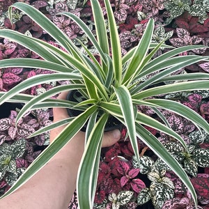May include: A spider plant with long, green and white striped leaves. The plant is in a black pot and is surrounded by other plants with pink and white speckled leaves. The plant is held by a person.