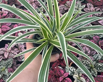 Spider Plant Reverse 4.5”
