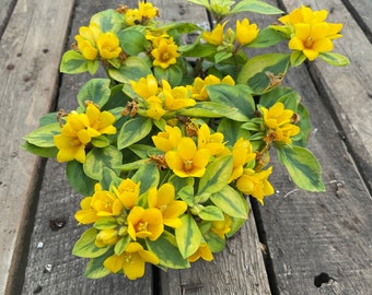 Lysimachia ‘Variegated’