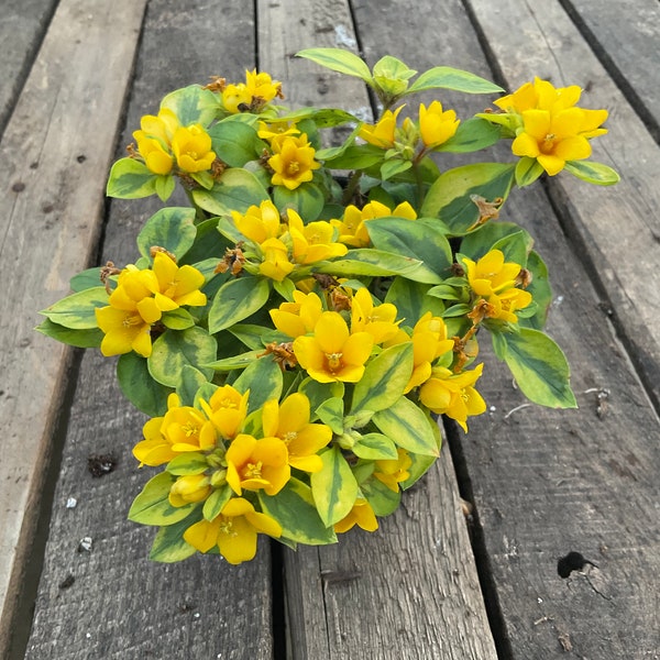 Lysimachia ‘Variegated’