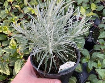 Helichrysum italicum, Curry Plant