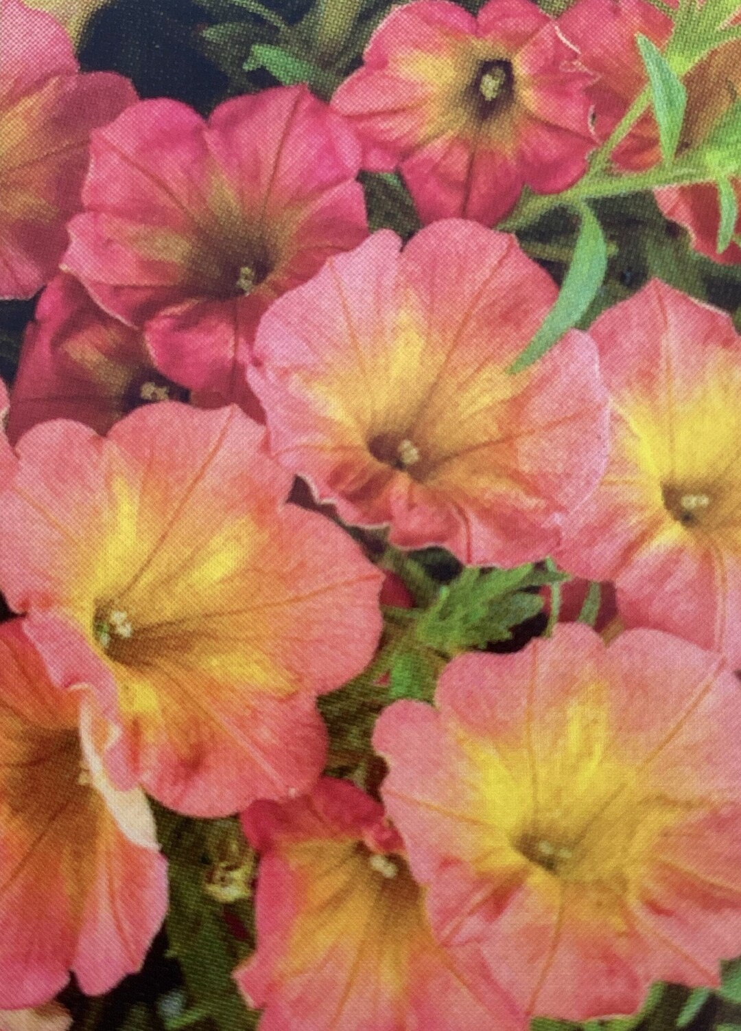Petunia, Supertunia Persimmon, Proven Winners - Etsy