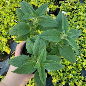 Pineapple Sage Plant - Etsy