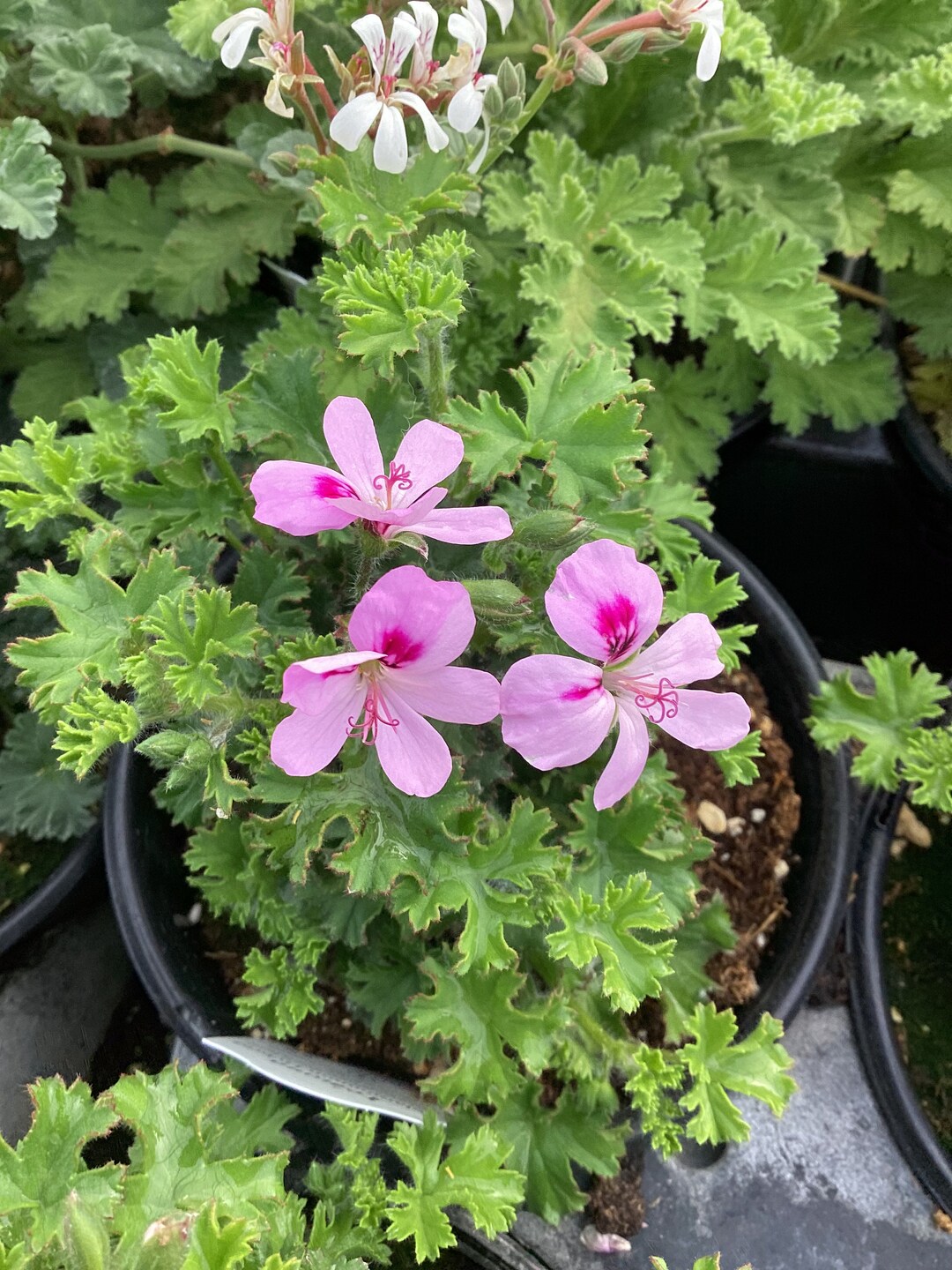 Scented Geranium lemona Etsy