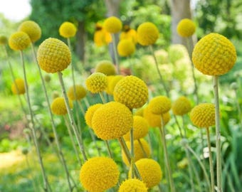 Craspedia, ‘Golf Beauty’