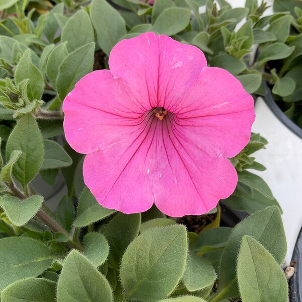 Supertunia Seeds Etsy