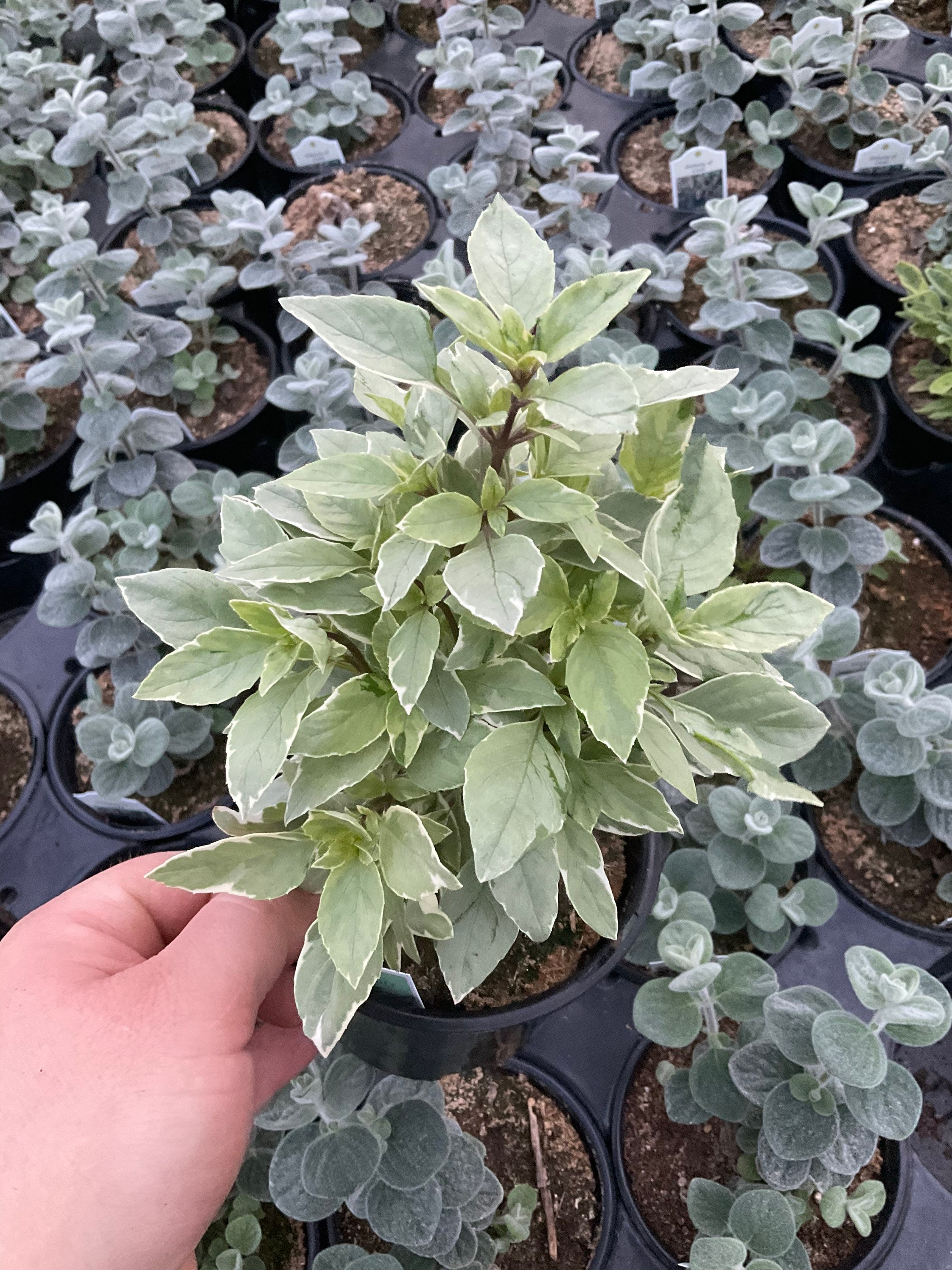 13+ Pesto Basil Plant