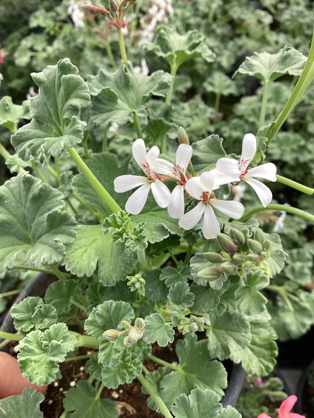 Scented Geranium fragrans Etsy