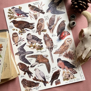 Owls and Birds of Prey Identification Poster Print zdjęcie 1