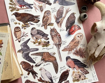 Owls and Birds of Prey Identification Poster Print