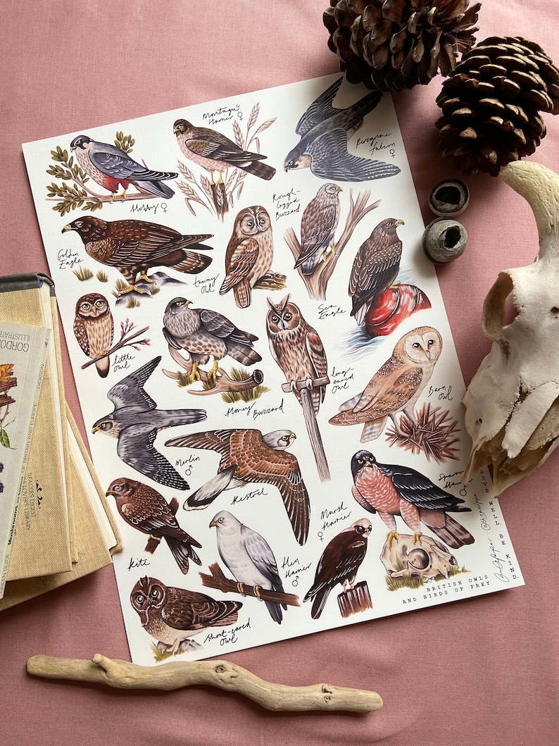 Owls and Birds of Prey Identification Poster Print zdjęcie 1