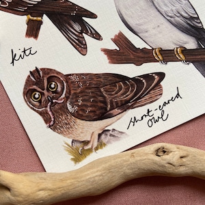 Owls and Birds of Prey Identification Poster Print image 3