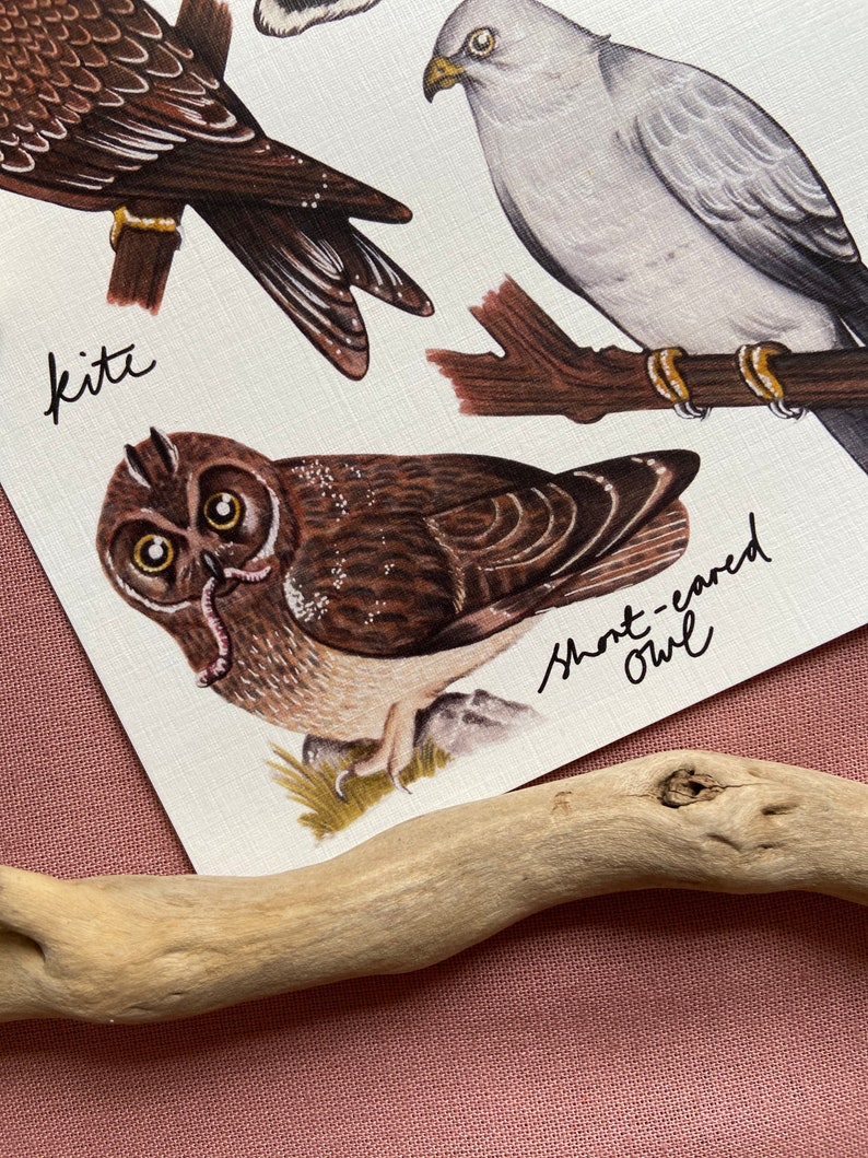 Owls and Birds of Prey Identification Poster Print image 3