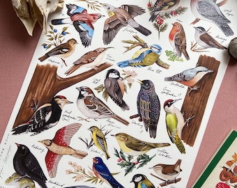 Garden bird identification poster print