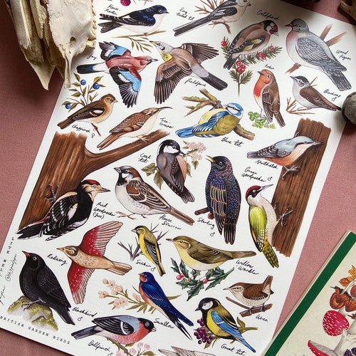 Targa Metallica Retrò 20x30 Cm - Poster British Garden Bird Identification Chart