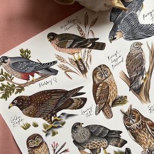 Owls and Birds of Prey Identification Poster Print zdjęcie 2
