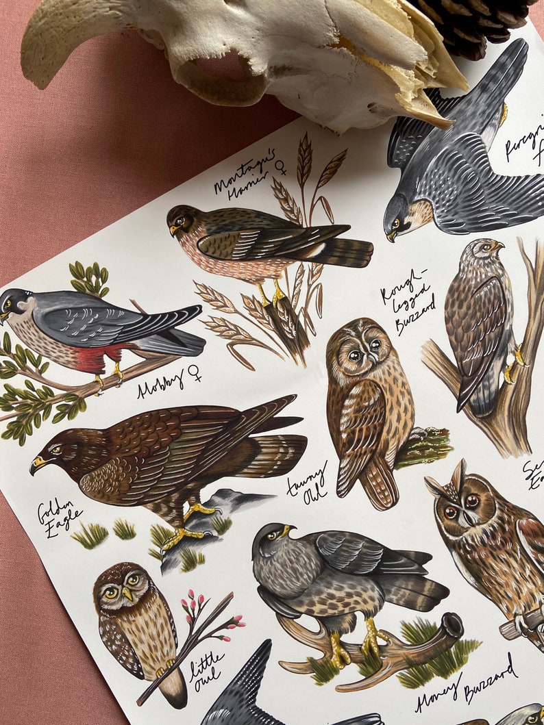 Owls and Birds of Prey Identification Poster Print zdjęcie 2