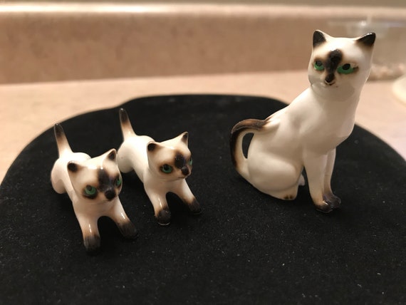 teacup siamese kittens
