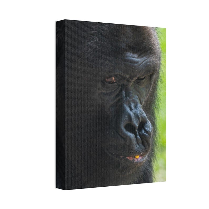 Silverback Gorilla Digital Download Wildlife Photography Art, Nature-inspired Wall Decor ...