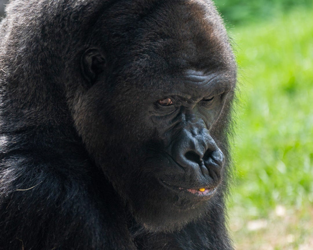 Silverback Gorilla Digital Download Wildlife Photography Art, Nature-inspired Wall Decor ...