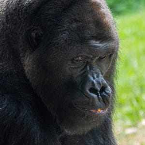 Silverback Gorilla Digital Download Wildlife Photography Art, Nature-inspired Wall Decor ...