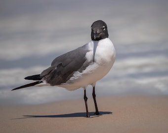Life is A Test Run Poster, Jonathan Livingston Seagull Inspired