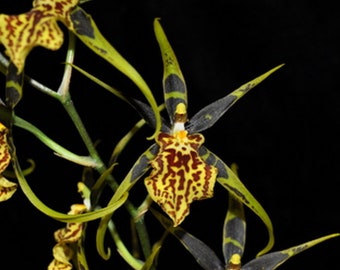 Orchid Plant LIVE Banfieldara Gilded Tower 'Mystic Maze' | Rare BLOOMING SIZE Brassia Oncidium Indoor Garden Houseplant Holiday Gifts Exotic