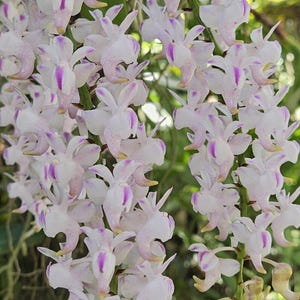 May include: A cluster of delicate white orchids with purple accents and yellow tips hangs from a tree branch. The flowers are in full bloom, surrounded by green leaves and a natural outdoor setting.