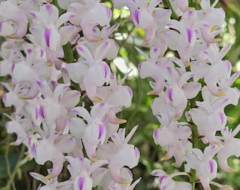 Fragrant Species Orchid Plant LIVE Aerides odorata | Near Blooming Size Pink Flower Rare Indoor Tropical Gardening Exotic Houseplant
