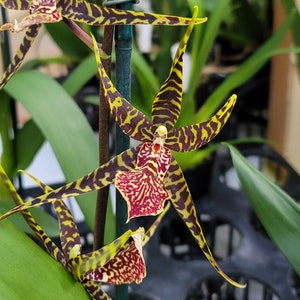 Spider Type Orchid Plant LIVE Arthurara Sea Snake 'Unforgettable' | Rare BLOOMING SIZE Oncidium Alliance Indoor Garden Houseplant Yellow