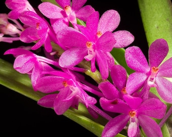 Species Orchid Plant LIVE Vanda ampullacea | Near Blooming Size Bright Pink Flower Rare Indoor Tropical Gardening Exotic Collectible Flower