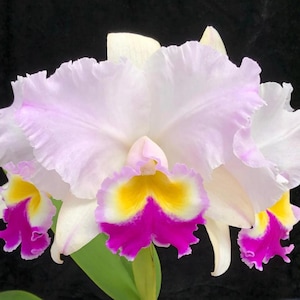 May include: A close-up of a Cattleya orchid with large, ruffled petals. The flower features a white base with a delicate pink edge. The center has a vibrant yellow and magenta pattern, with green leaves and a dark background.