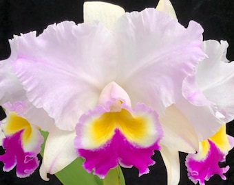 Fragrant Orchid Plant Live Rlc. Dreamspinner 'Volcano Queen' • Blooming Size 6" Pot • Easy Care Rare Tropical Plant Lover Big Flower Gift