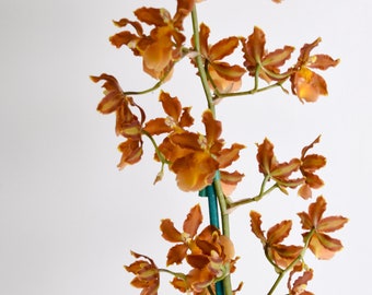 Orchid Plant LIVE Odontocidium Catatante 'Pacific Sunspots' | Unique BLOOMING SIZE Intergeneric Oncidium Indoor Gardening Houseplant Gift