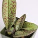 see more listings in the Orchids section