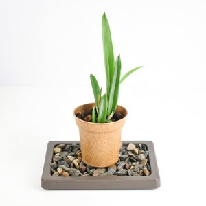 May include: A small green plant in a brown pot sits on a gray square tray filled with small gray and brown stones.