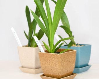 Starter Pack Oncidium Orchid Bundle Box - Plants @ Reduced Prices | Rare LIVE Indoor Gardening Houseplant Exotic Gift Greenhouse Discount
