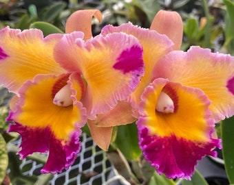 Fragrant Starter Orchid Plant LIVE Potinara Dick Smith 'Paradise' | Rare Cattleya Alliance Indoor Gardening Houseplant Purple Orange Flower