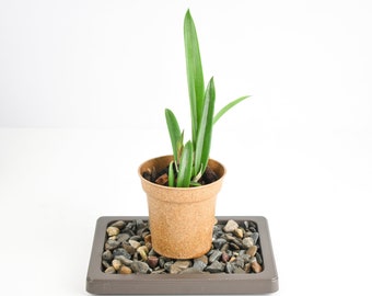 Humidity Tray Black Pearl Small Size | Houseplant Supplies Bonsai Tree Orchid Tropical Flower Epiphyte Indoor Gardening Holiday Gift