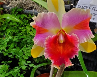 Starter Orchid Plant LIVE Rlc. Amazing Thailand 'Rainbow' | Rare Near Blooming Size Houseplant Collectible Cattleya Alliance Peach Flower
