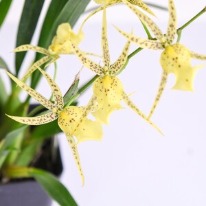 Spider Orchid Plant LIVE IN SPIKE Brassidium Nittany Gold 'Dr. John' | Rare Blooming Indoor Gardening Yellow Houseplant Brassia Oncidium