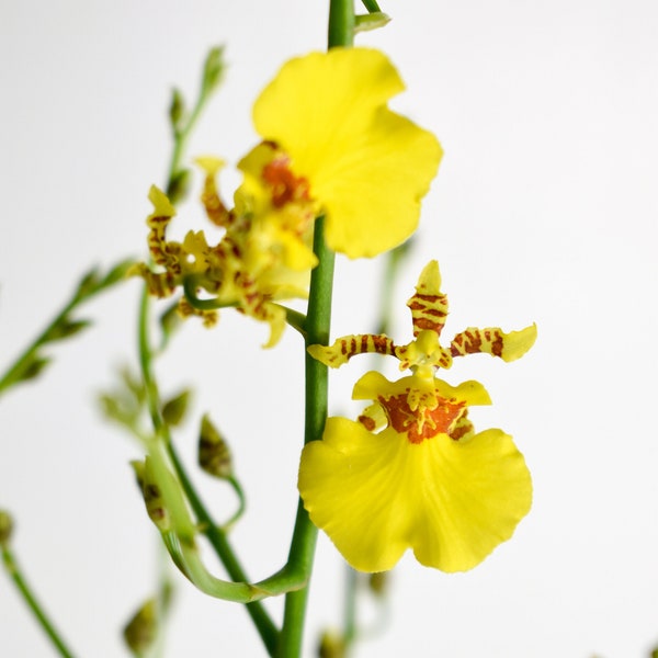 Dancing Lady Orchid Plant LIVE IN SPIKE Oncidium Gower Ramsey | Rare Blooming Size Indoor Gardening Houseplant Exotic Gift Yellow Flower