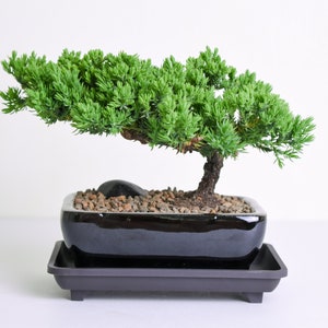 Bonsai Tree Etsy